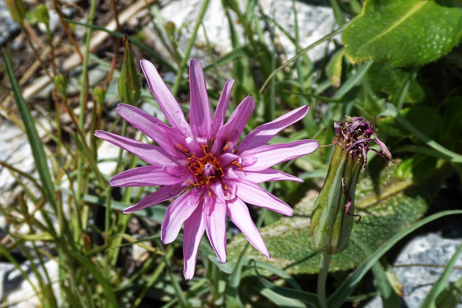 Panasonic DMC-TZ61 sample photo. Flower, blossom, bloom photography