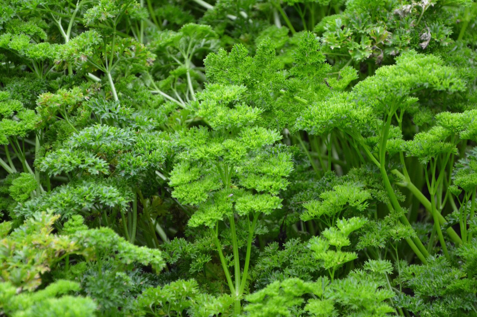 Nikon D5200 sample photo. Parsley, branches of persil photography