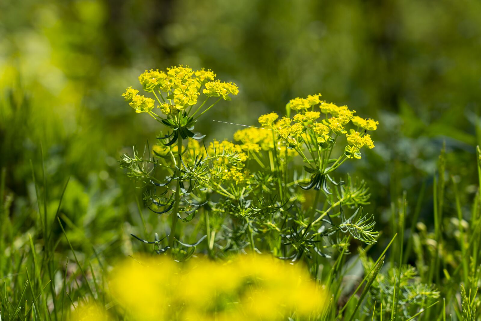 Sony FE 24-105mm F4 G OSS sample photo. Flowers, nature, spring photography