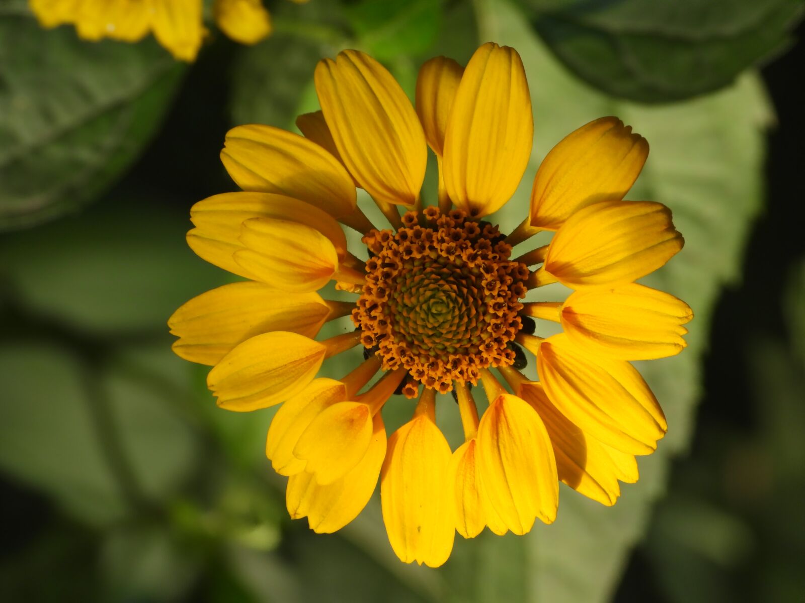Nikon Coolpix P1000 sample photo. Zinnia, flower, yellow photography