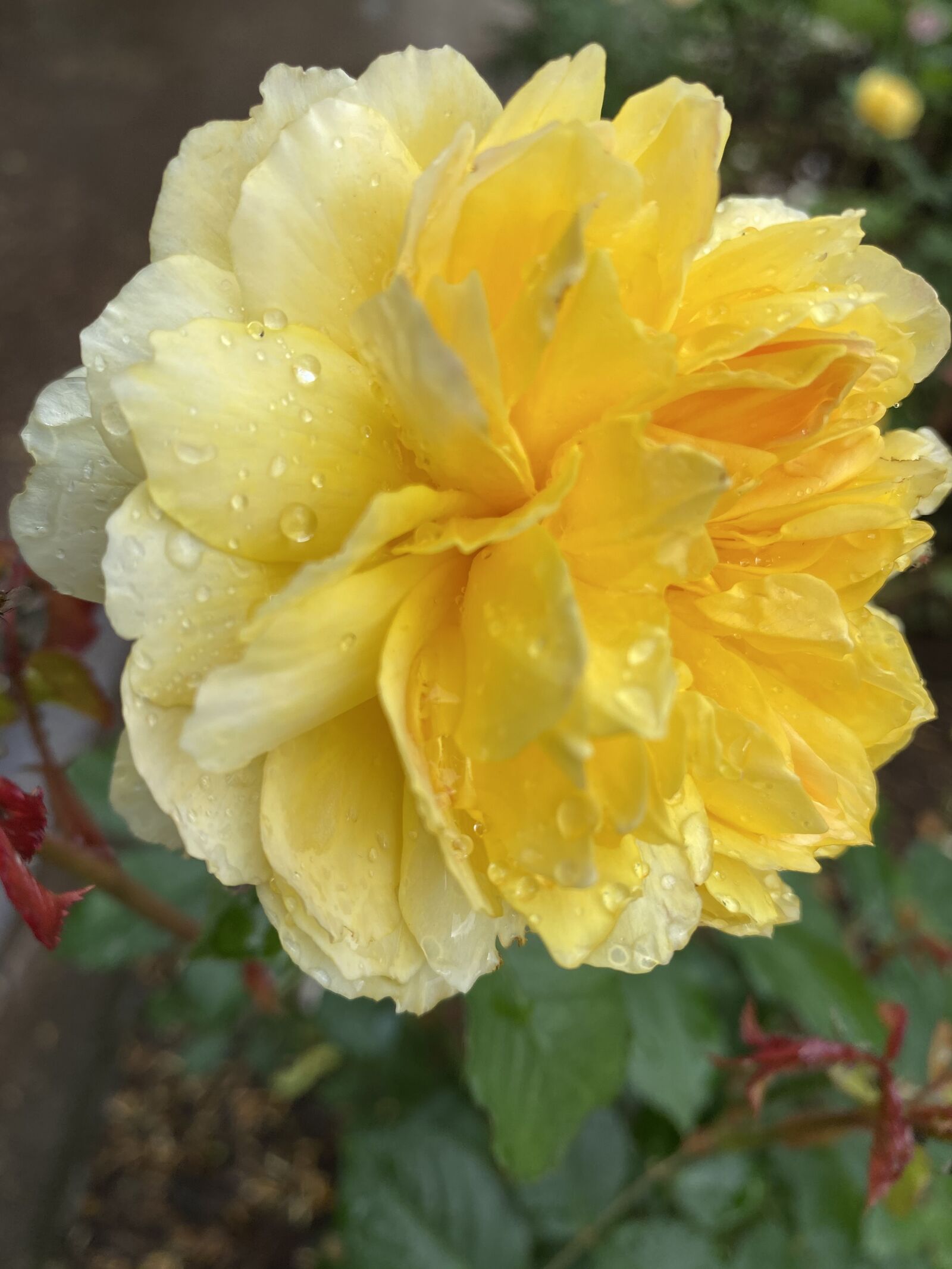 Apple iPhone 11 Pro sample photo. Rose, yellow, rain drops photography