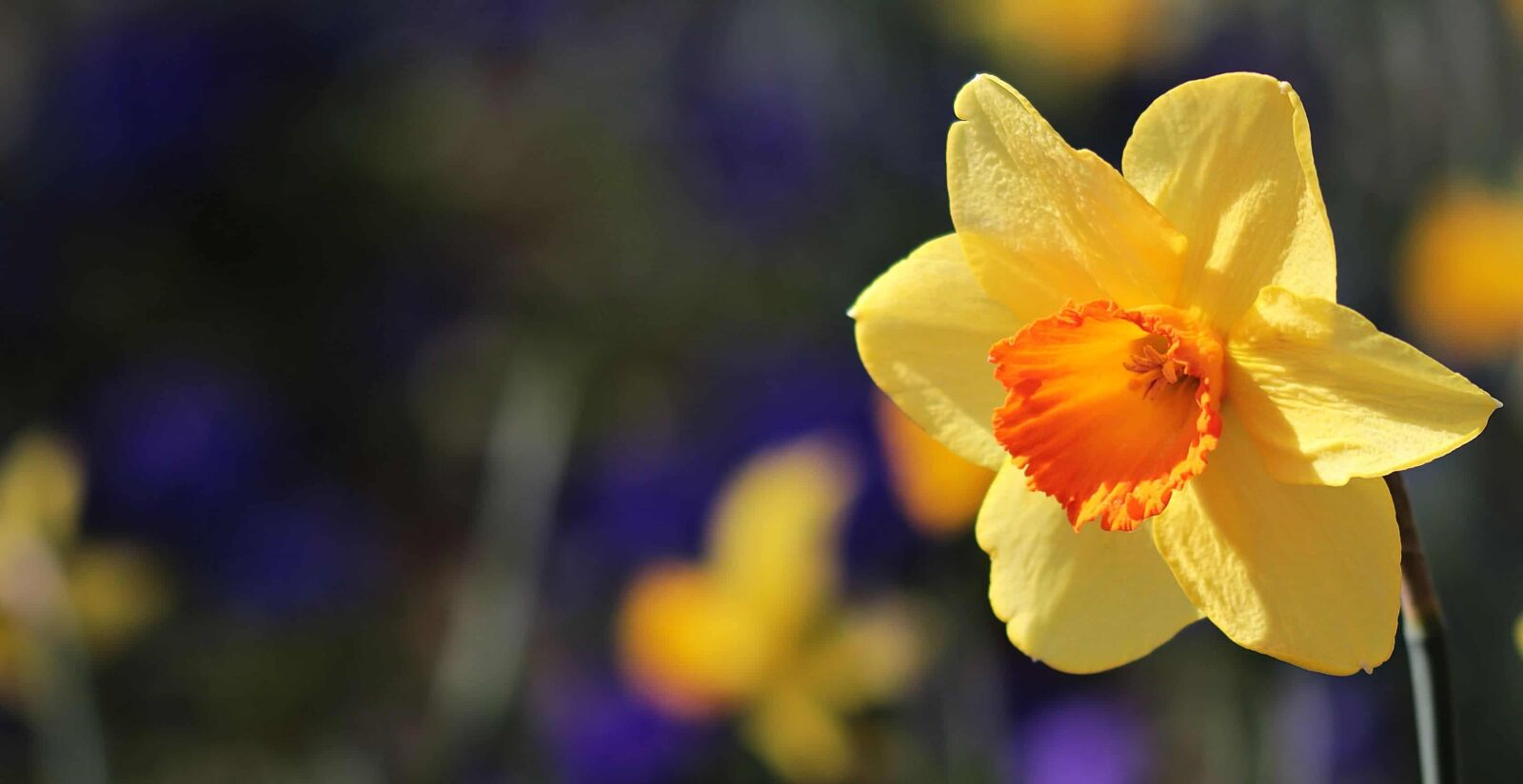 Canon EOS 80D sample photo. Yellow daffodil, summer, flower photography