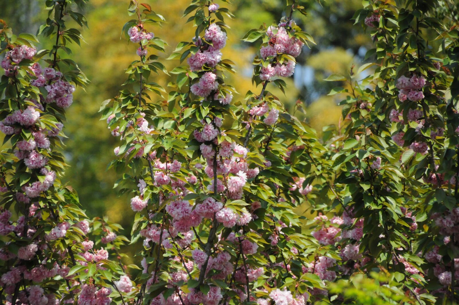 Nikon D90 sample photo. Sakura, flower, nature photography