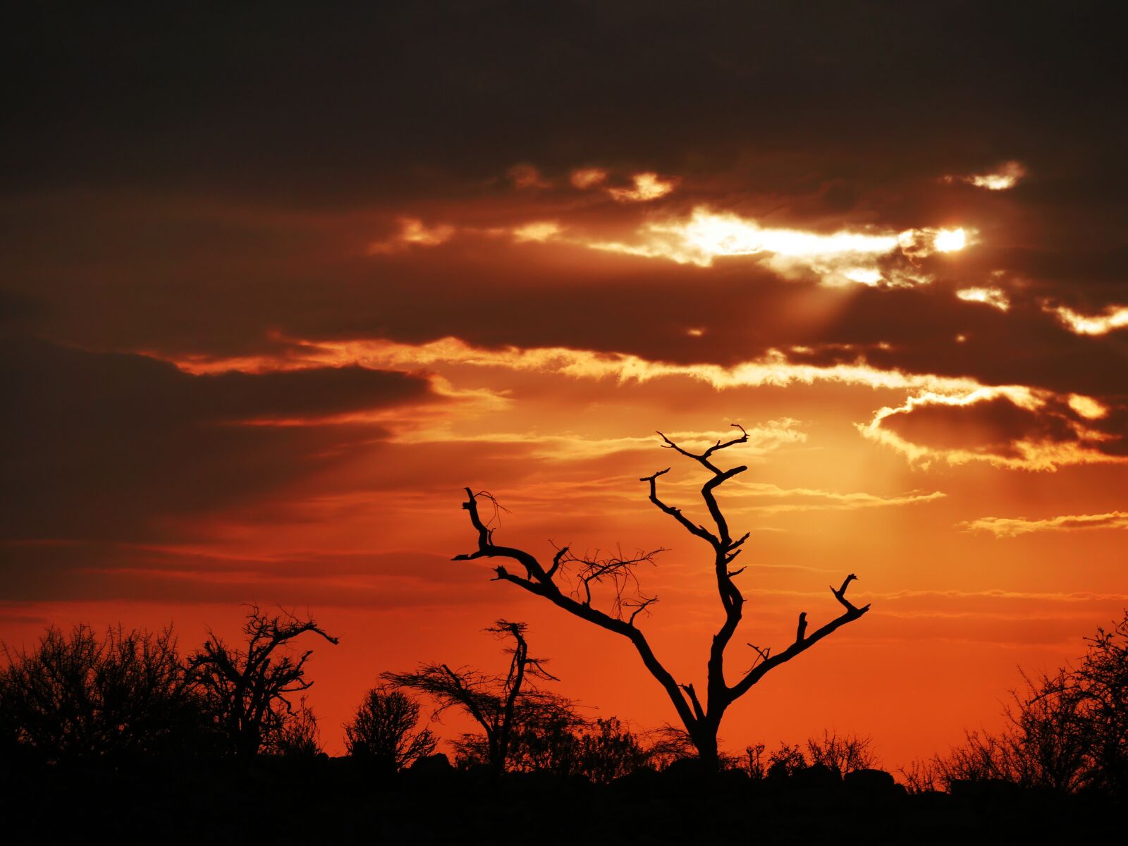 Panasonic Lumix DMC-GX8 sample photo. Tree, dawn, acacia photography