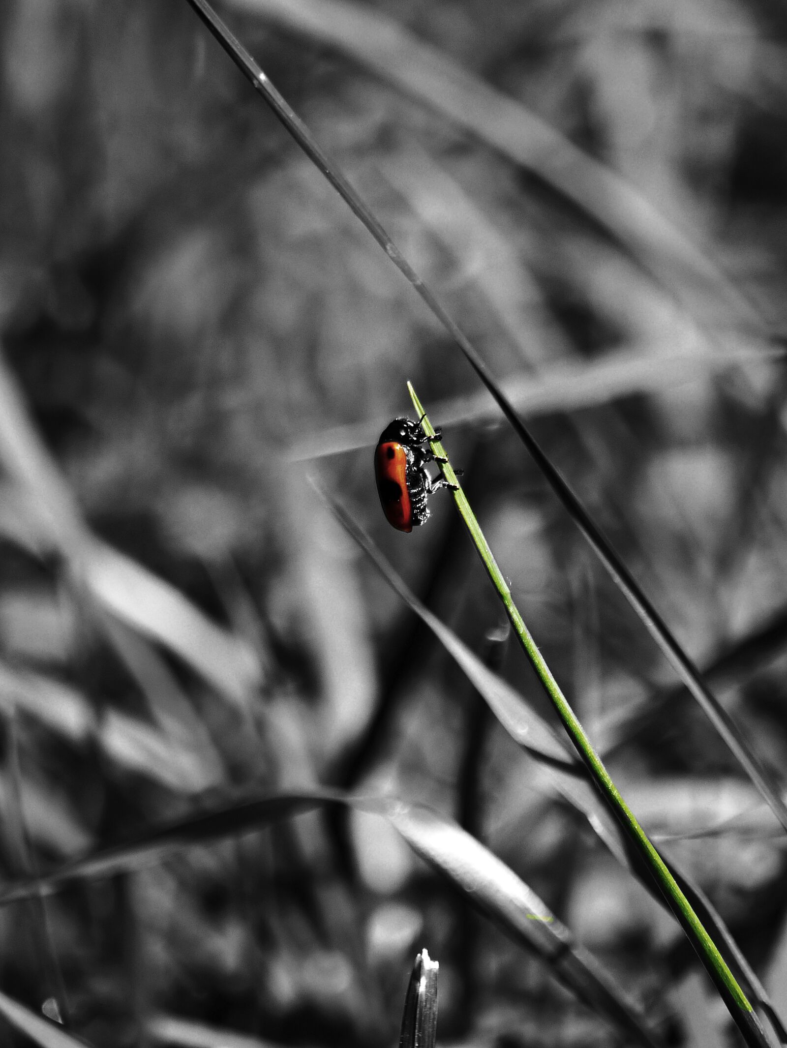 Panasonic Lumix DMC-G3 sample photo. Beetle, red, green photography