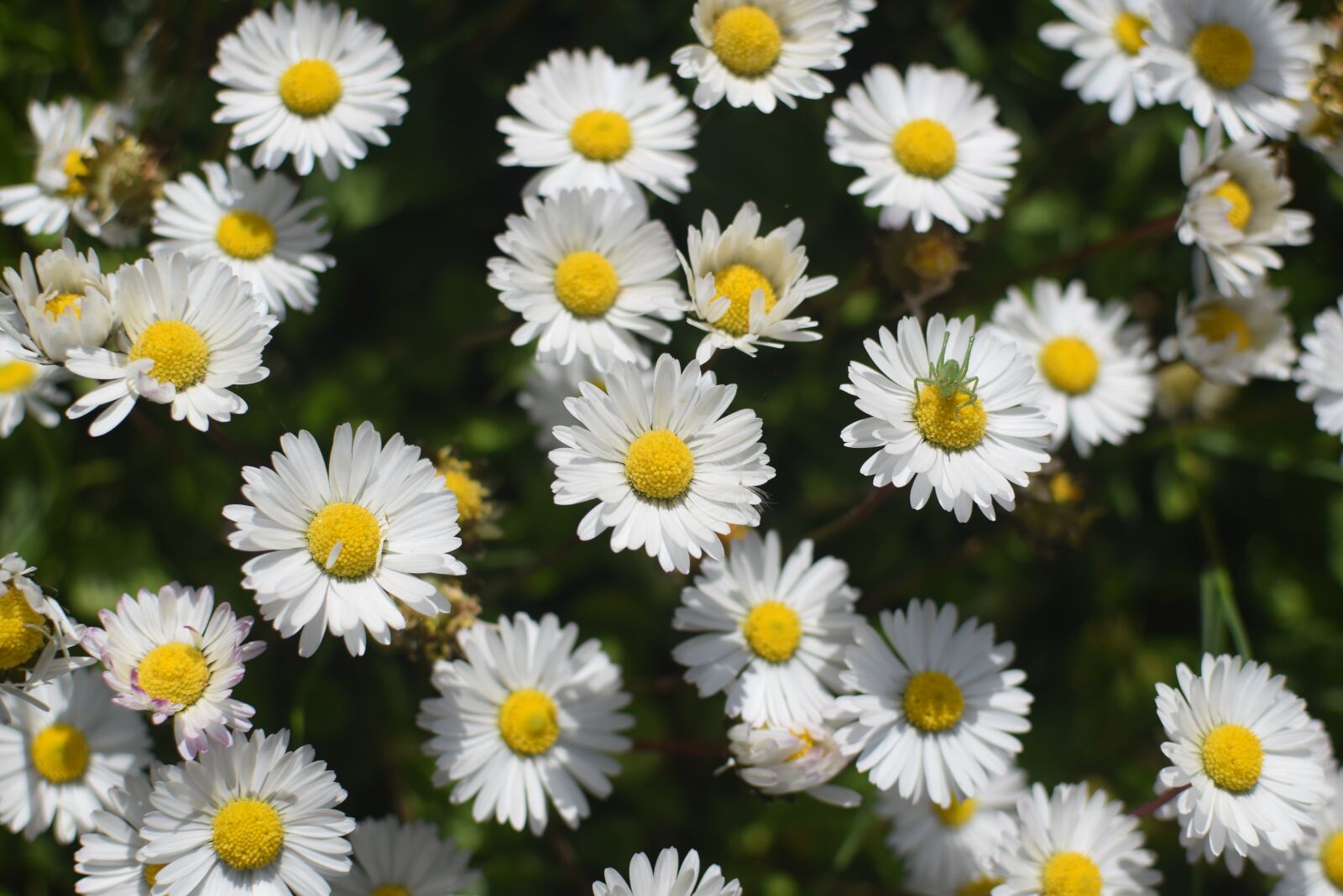 Nikon D5300 sample photo. Flowers, daisies, nature photography