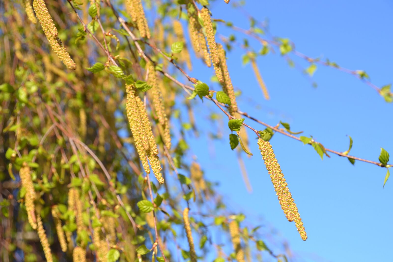 Nikon D3100 sample photo. Birch, birch catkins, blossom photography