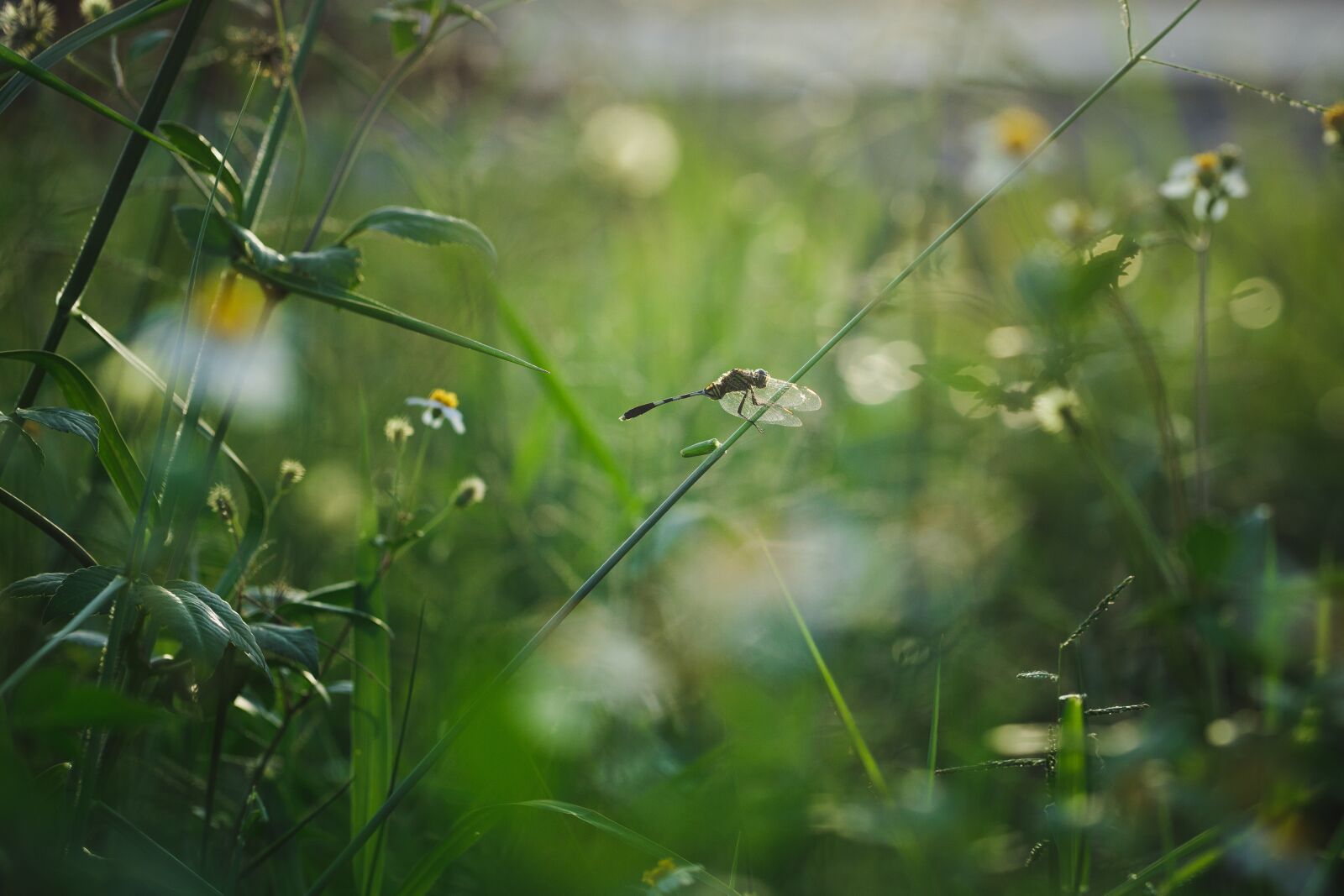 Canon EF 100mm F2.8L Macro IS USM sample photo. Dragonfly, garden, field photography
