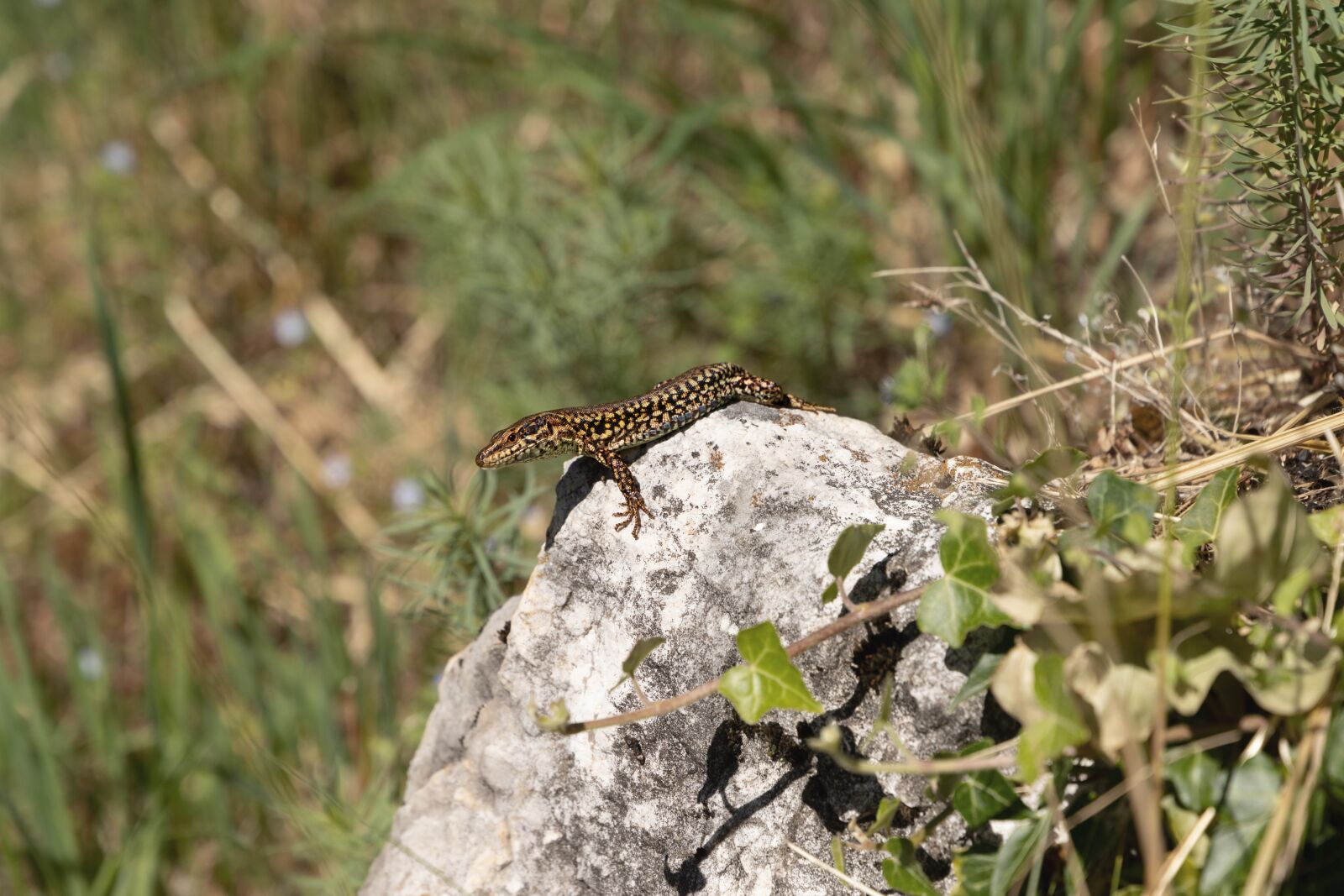 Canon EOS 6D Mark II sample photo. Lizard, nature, summer photography