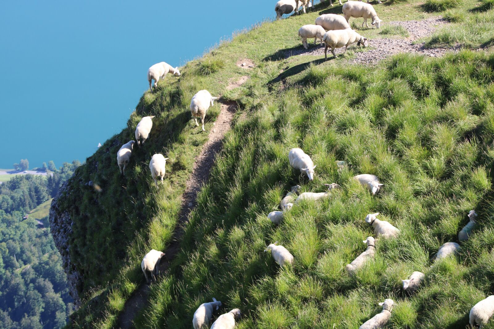 EF75-300mm f/4-5.6 sample photo. Sheep, herd, mountain photography