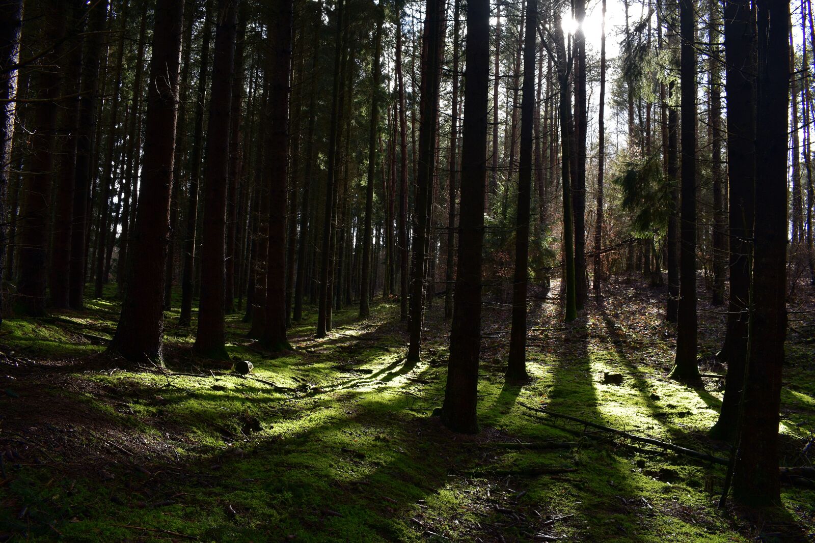 Nikon D3400 sample photo. Landscape, forest, in the photography