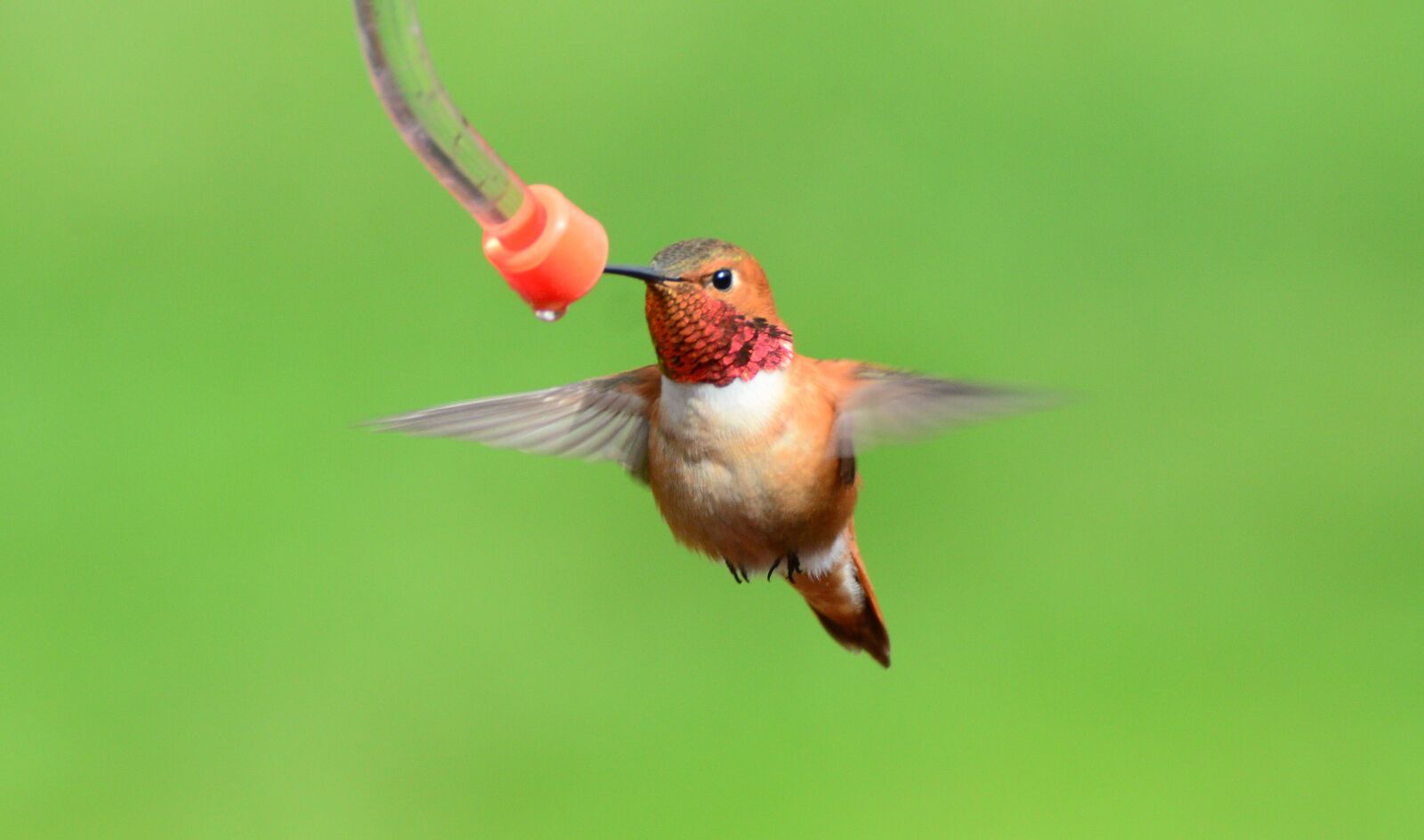 Nikon D7100 sample photo. Rufous, hummingbird, bird photography