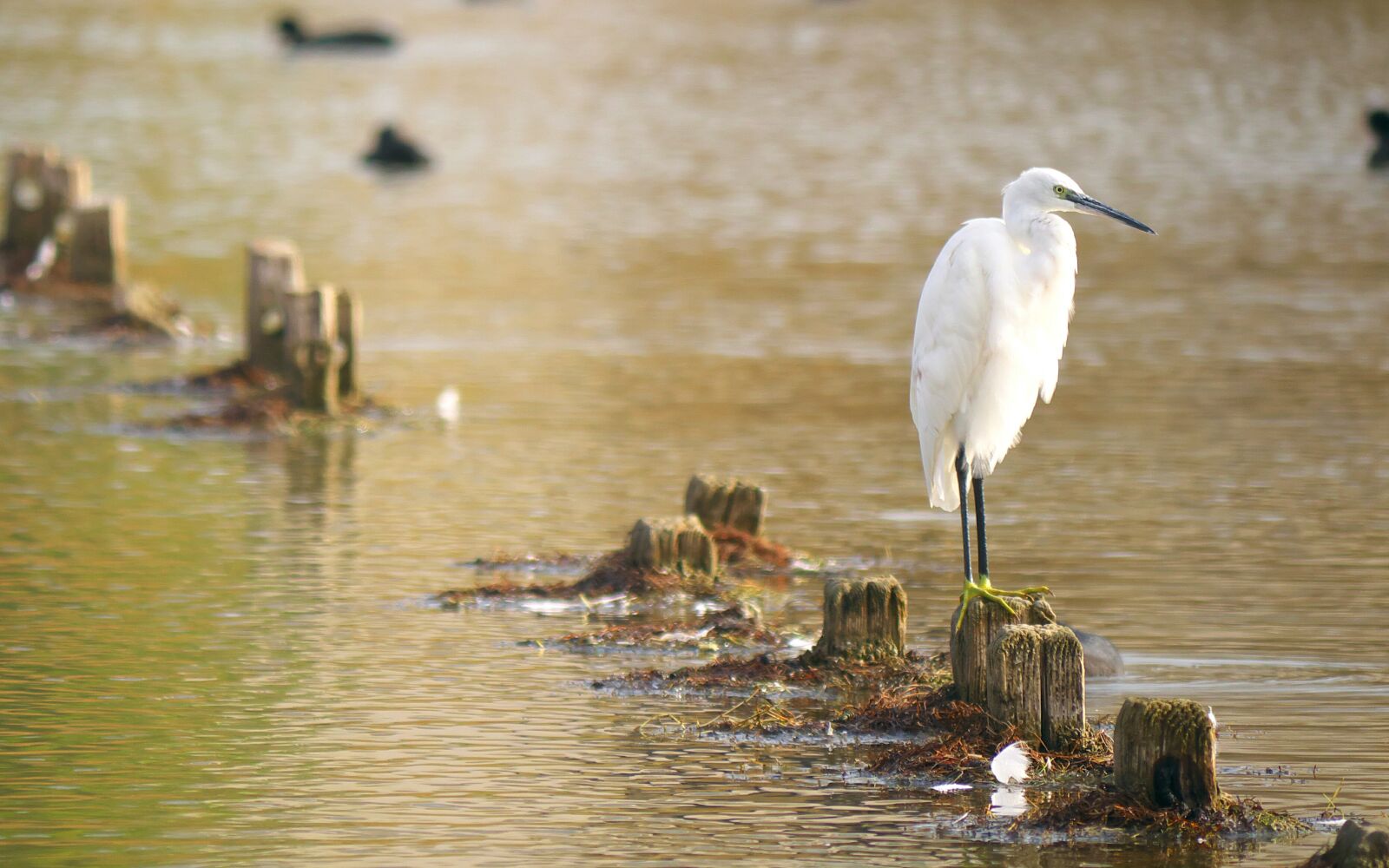 Panasonic Lumix DMC-GX7 sample photo. Nature, birds, egret photography