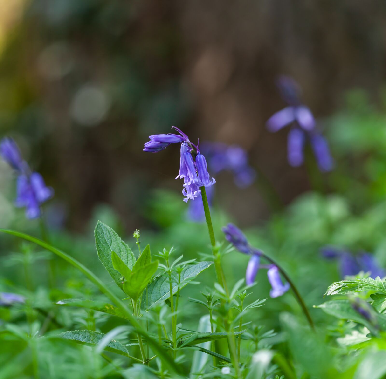 Canon EOS 5D Mark II sample photo. Bluebell flower, bluebell, woods photography