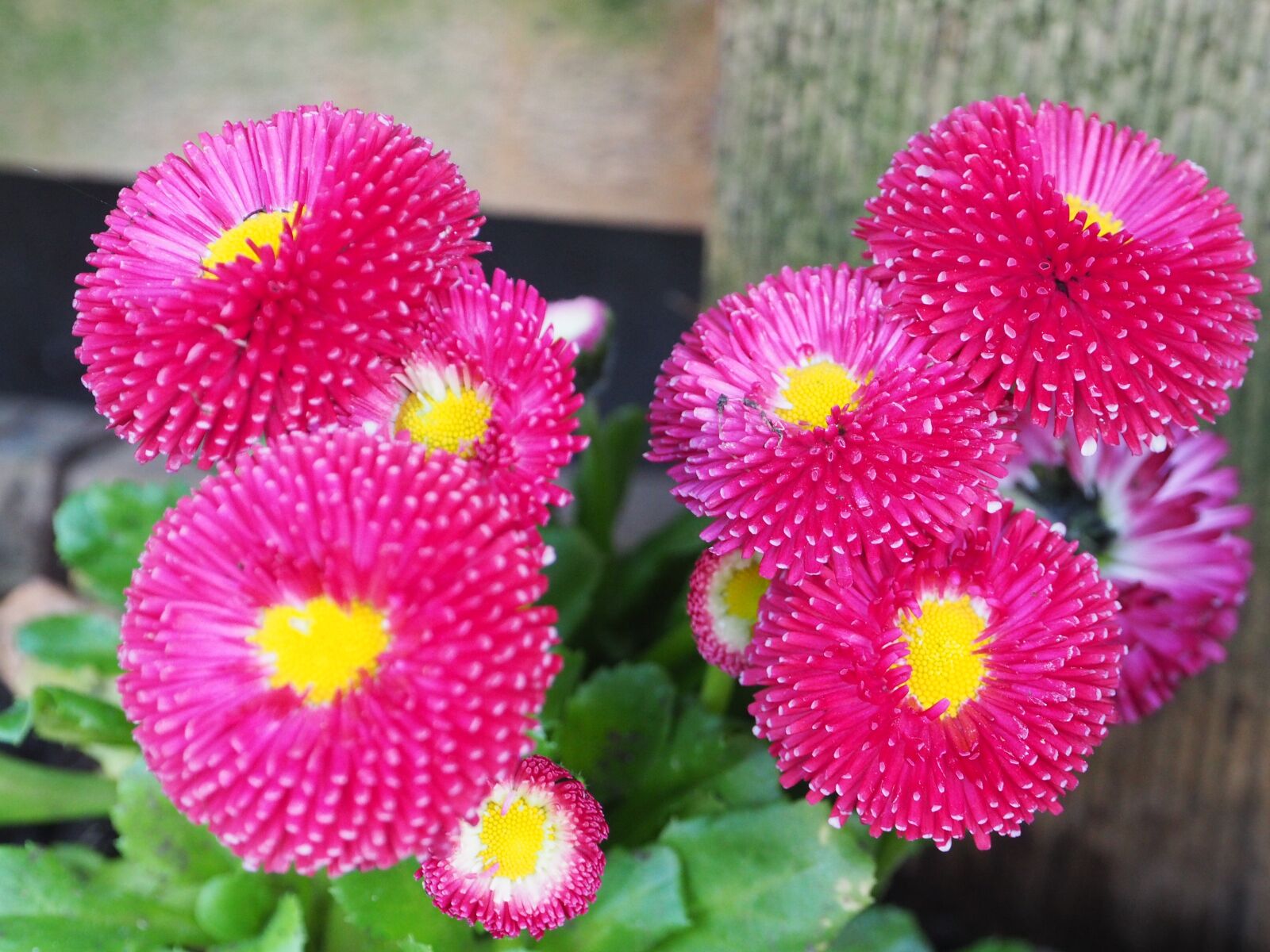 OLYMPUS M.12-50mm F3.5-6.3 sample photo. Macro, pink, blossom photography