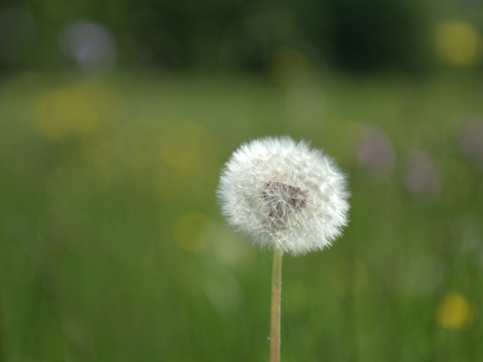 Nikon D750 sample photo. Dandelion, meadow, close up photography