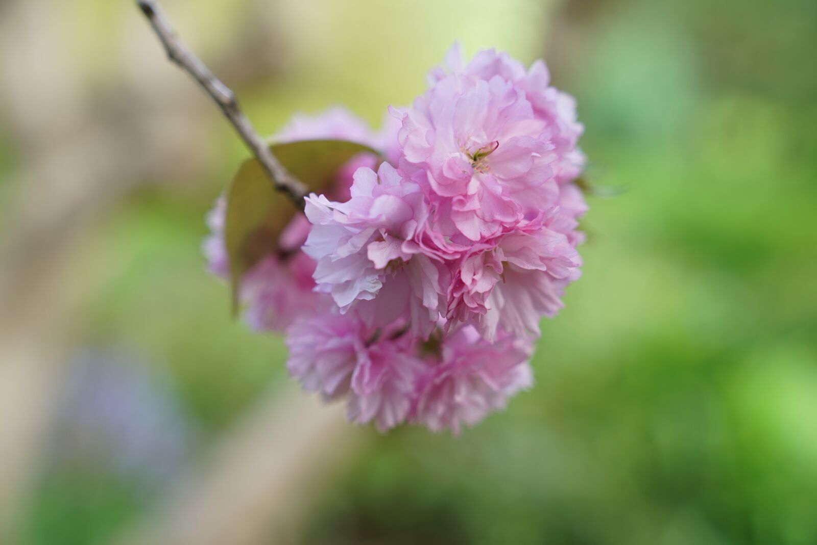 Sony a7S + Sony FE 24-70mm F2.8 GM sample photo. Cherry blossom, spring, melbourne photography