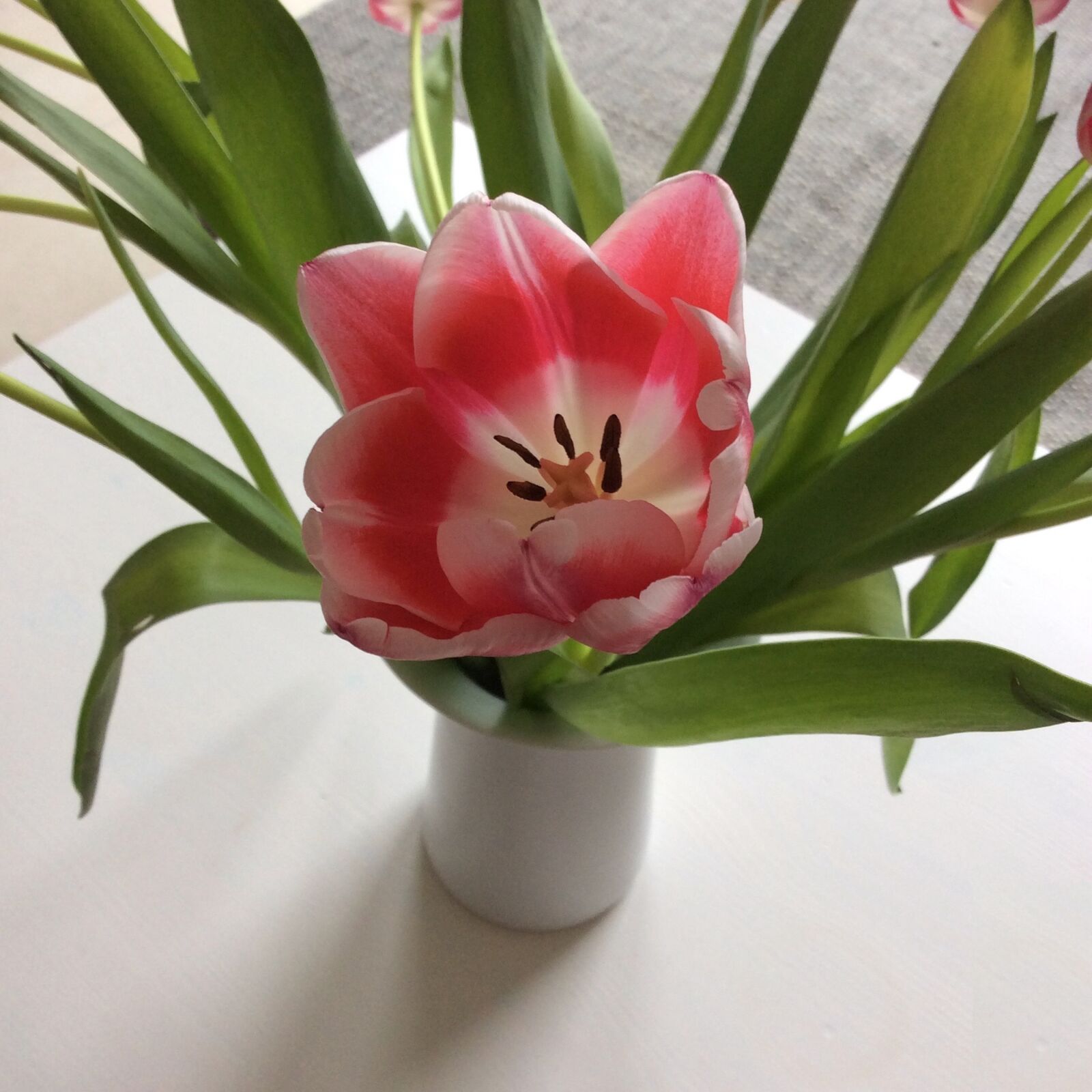 Apple iPad Air sample photo. Tulip, easter pictures, pink photography