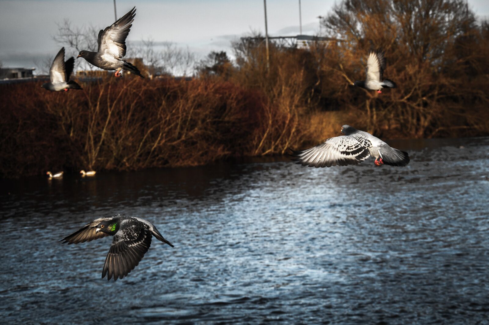 Nikon D5000 sample photo. Pigeons, park, birds photography