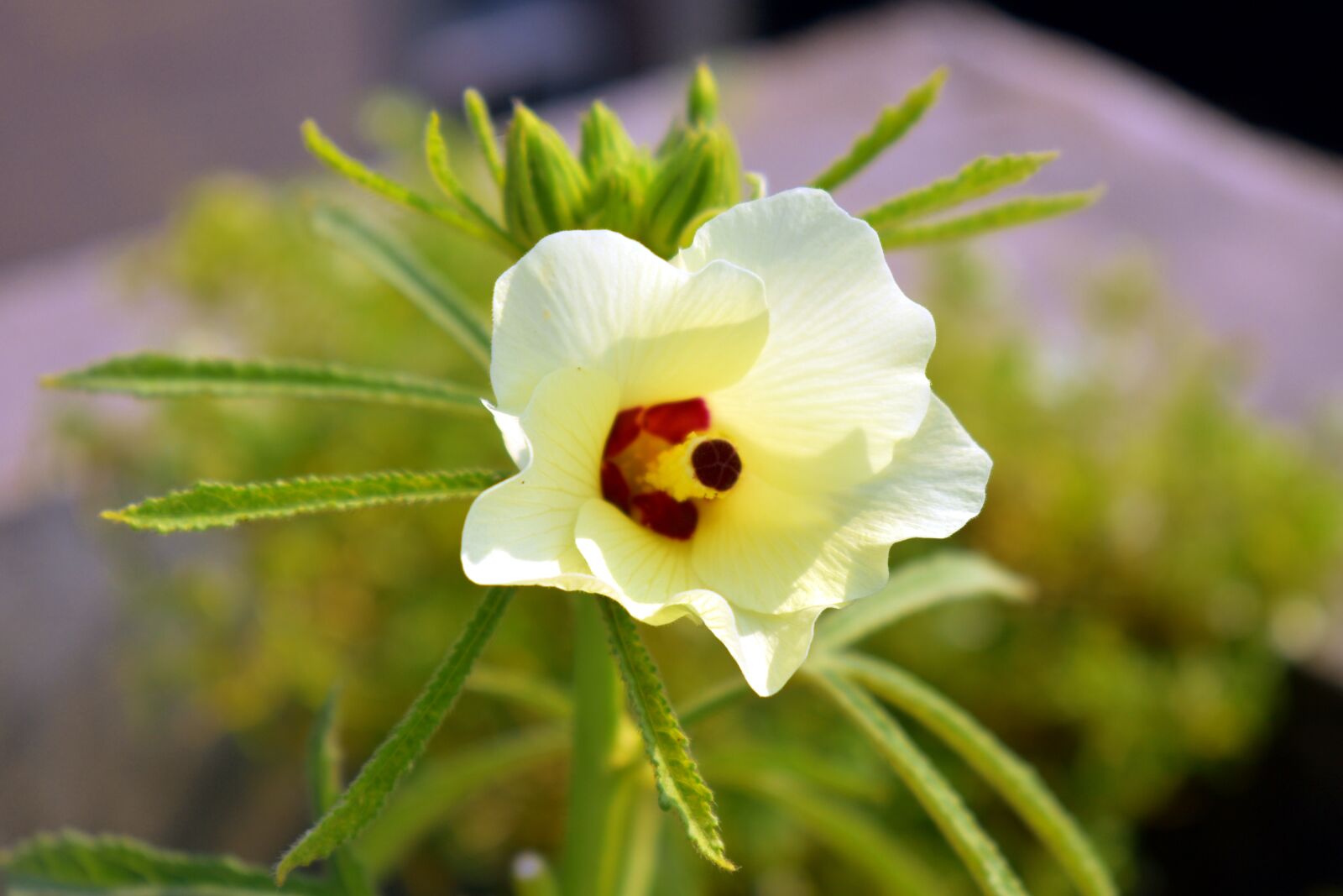 Nikon D5600 sample photo. Okra flower, lady finger photography