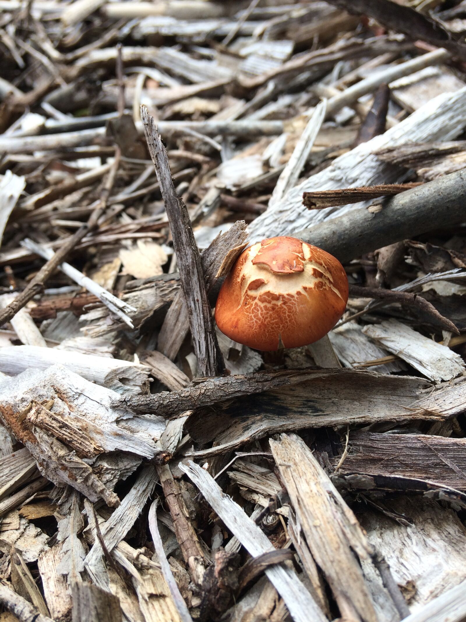 iPhone 5s back camera 4.15mm f/2.2 sample photo. Wild mushroom, garden, wood photography
