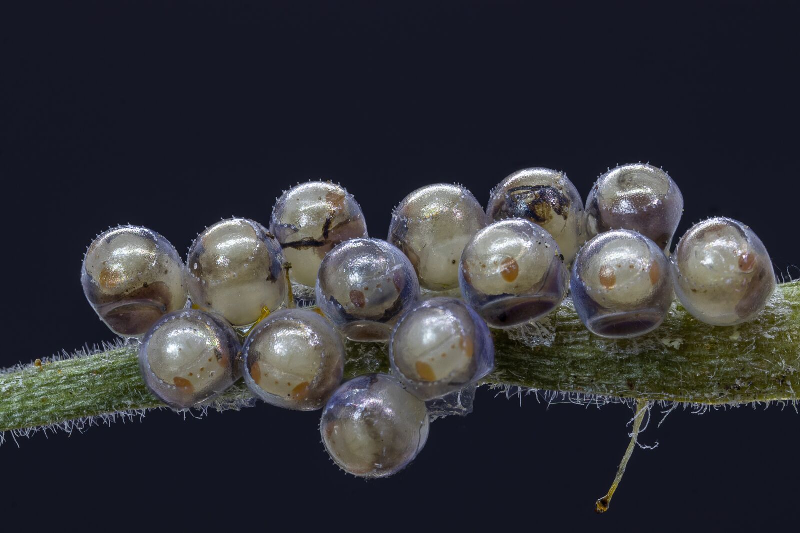Canon MP-E 65mm F2.5 1-5x Macro Photo sample photo. Eggs, shield-bug, ova photography