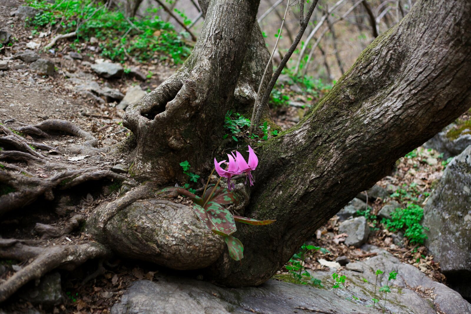 Canon EOS 5D Mark II sample photo. And thu, knar, nature photography