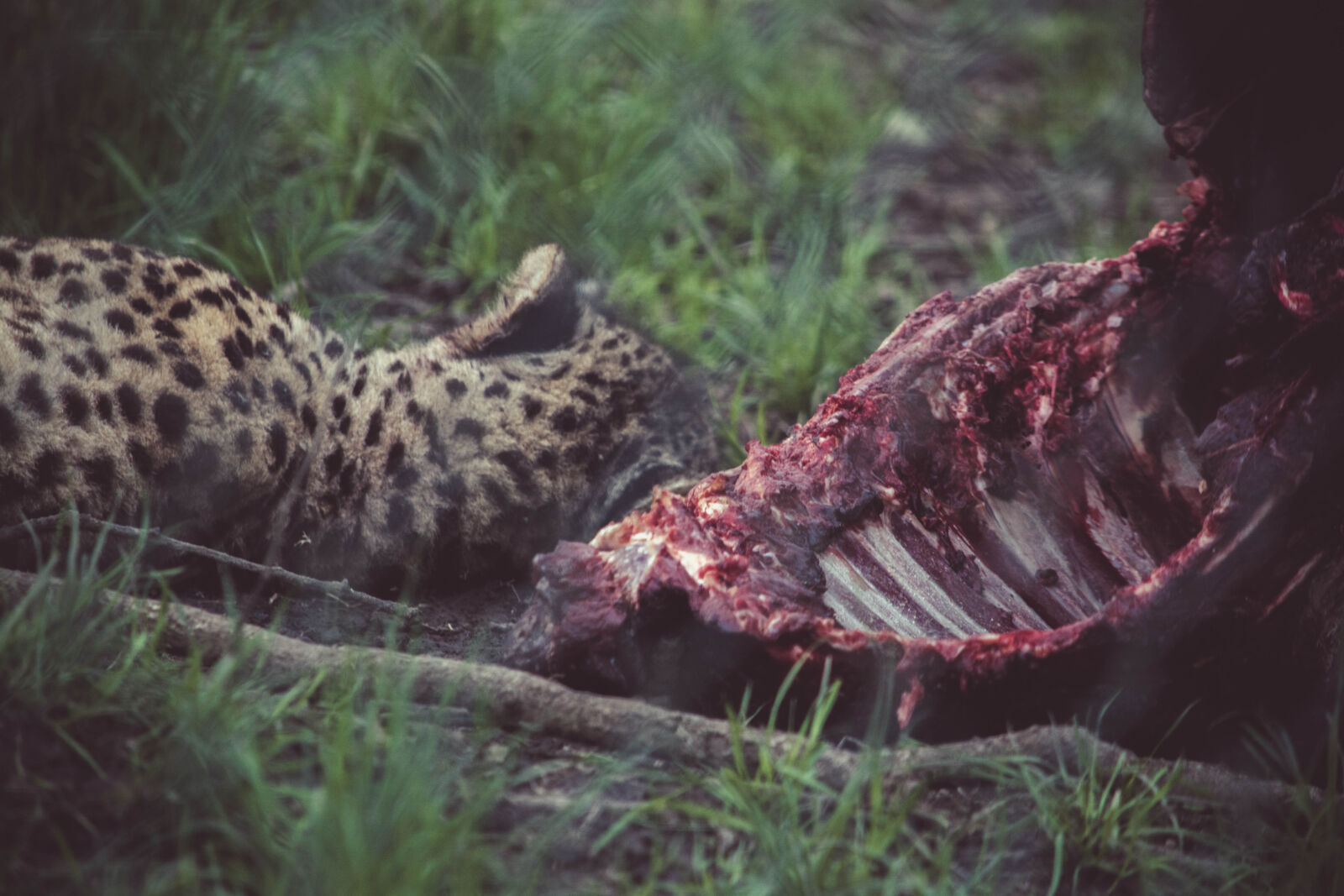 Nikon D5200 sample photo. Animal, big, cat, carnivore photography