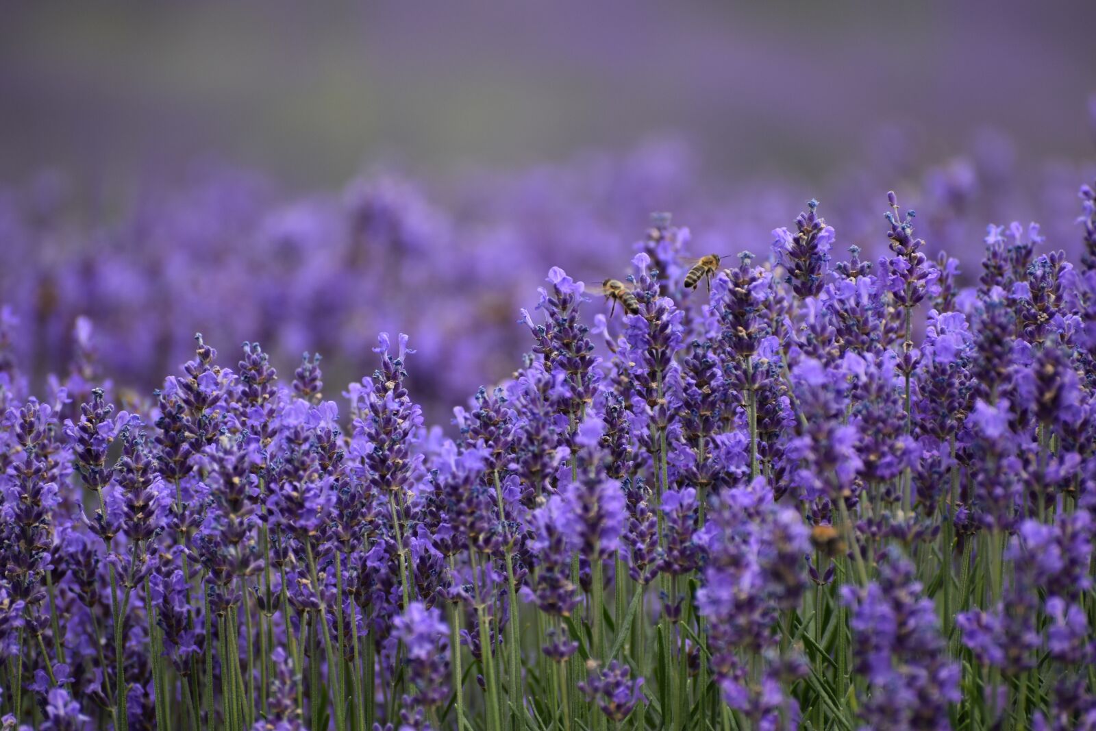 Nikon D3500 sample photo. Flowers, spring, flora photography