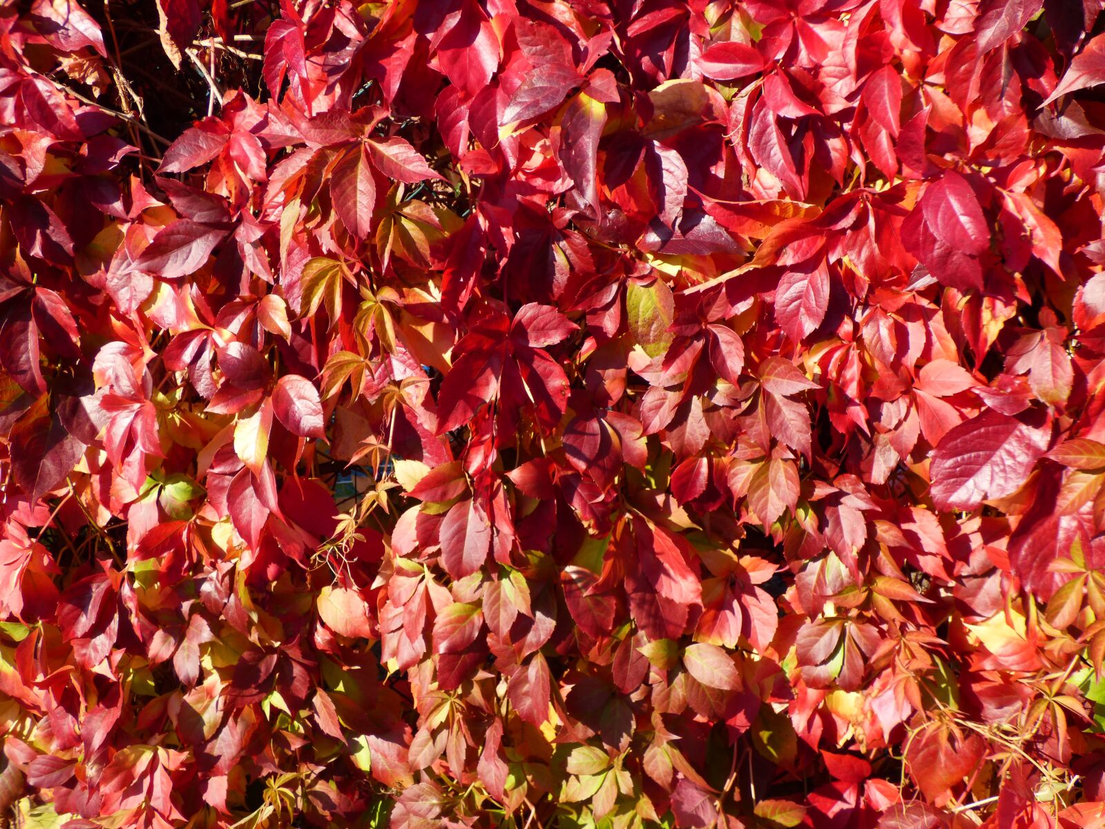 Panasonic DMC-FZ72 sample photo. Autumn, leaves, red photography