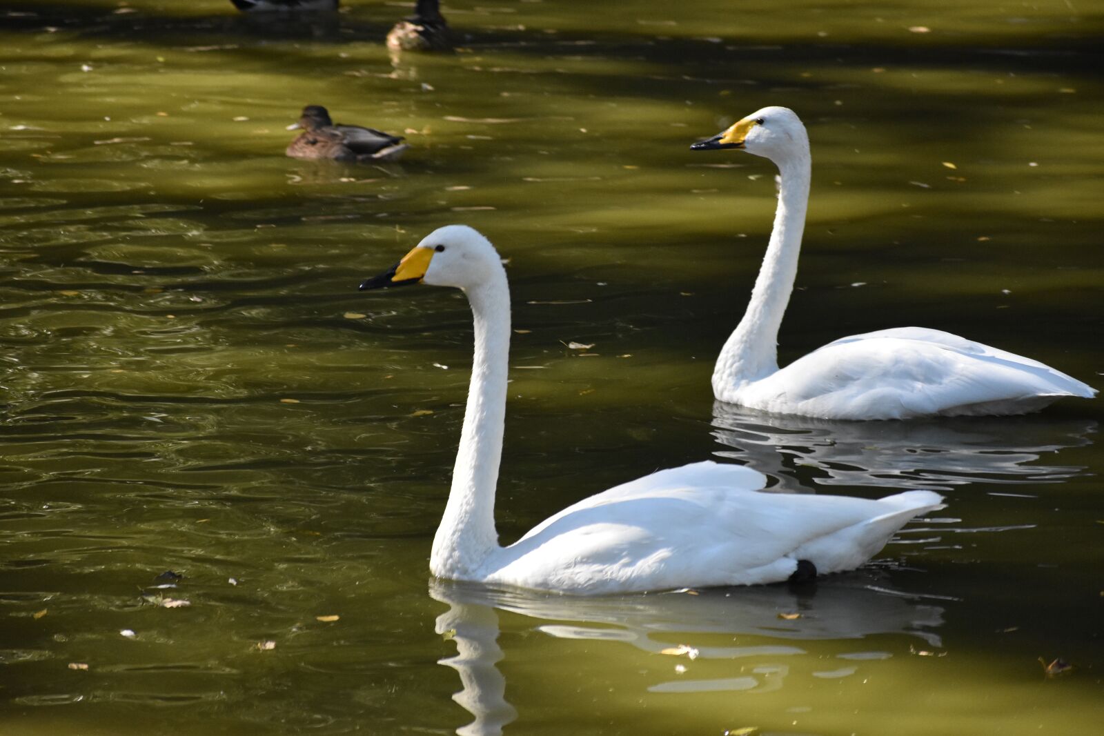 Nikon D3400 sample photo. Swans, couple, lake photography