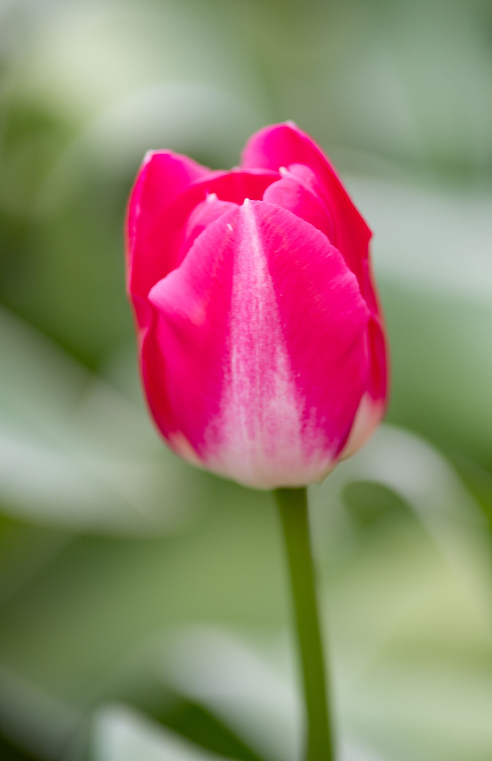 Canon EOS 6D Mark II sample photo. Lisse, keukenhof, holland photography