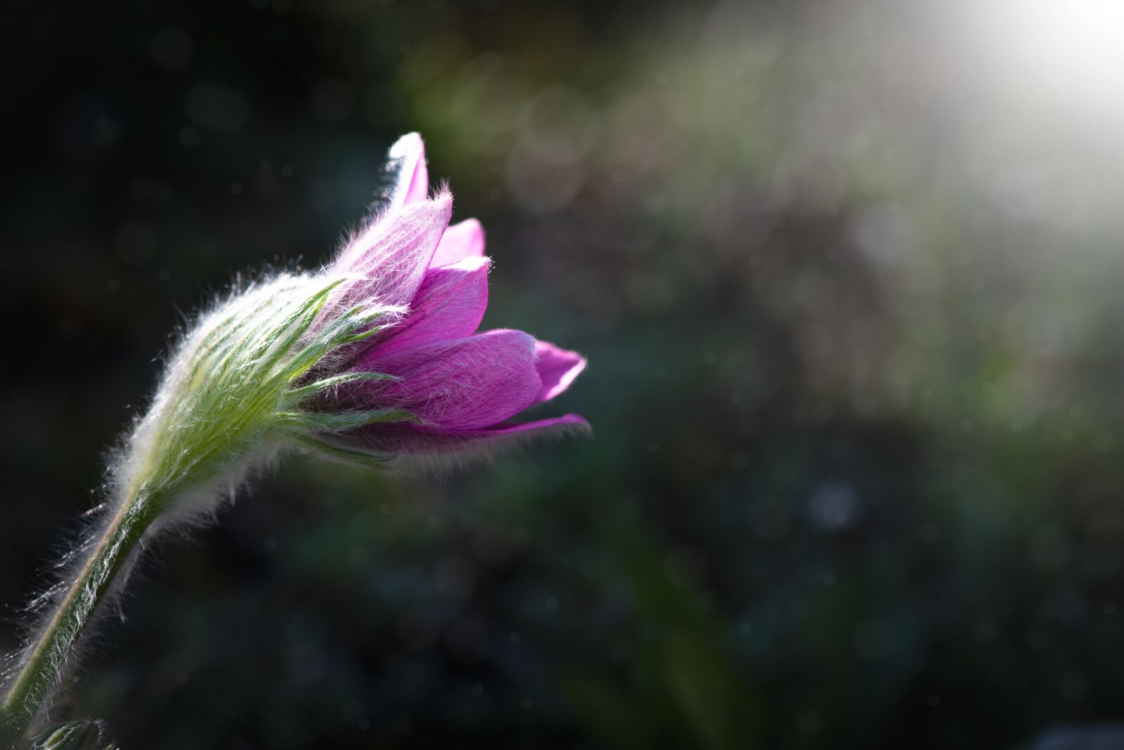 Nikon D750 sample photo. Anemone, flower, blossom photography
