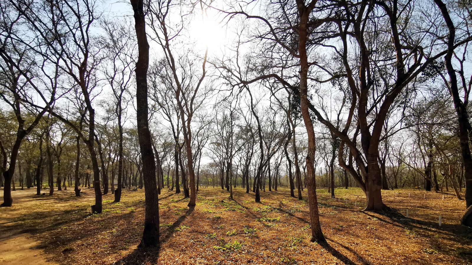 HUAWEI P30 Pro sample photo. Forest, dry forest, nature photography