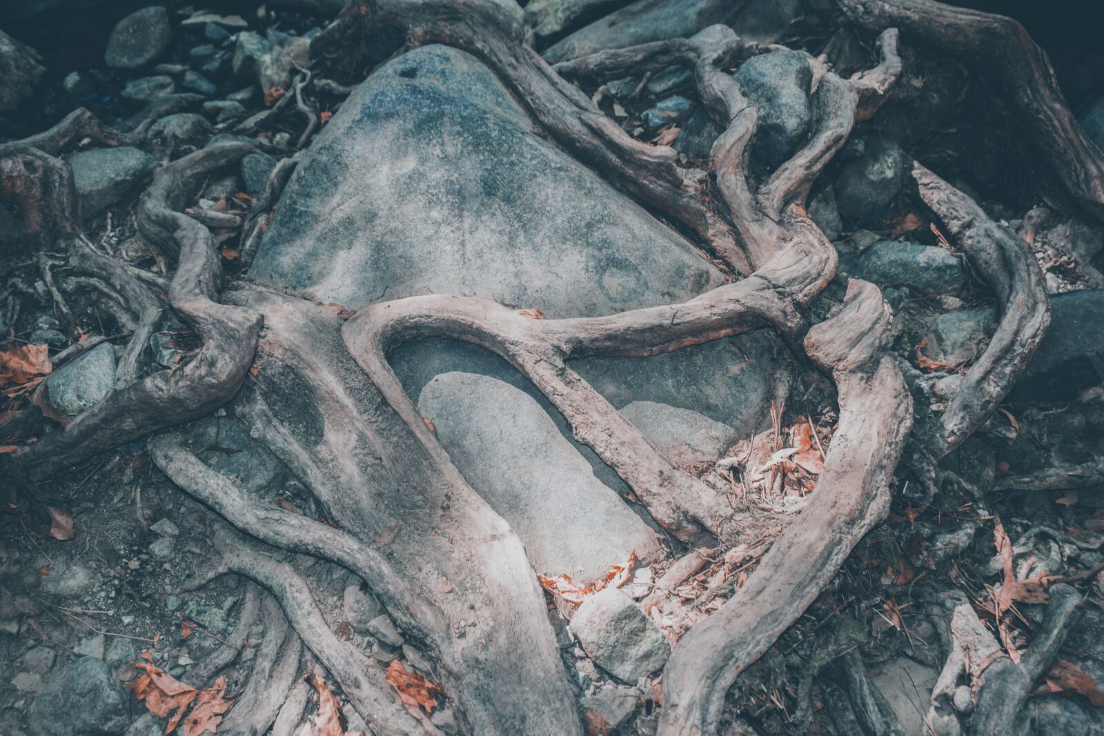 Nikon D3300 sample photo. Roots, rock, dry photography