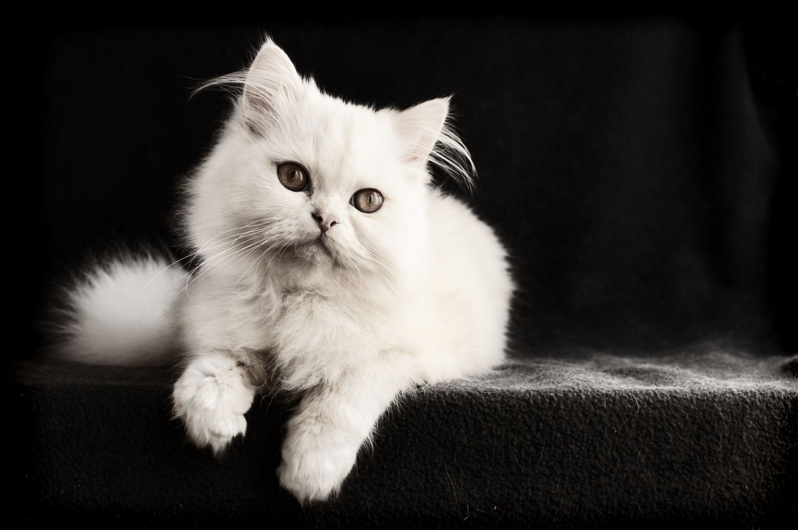 Nikon D5000 sample photo. Cat, mammal, cute photography