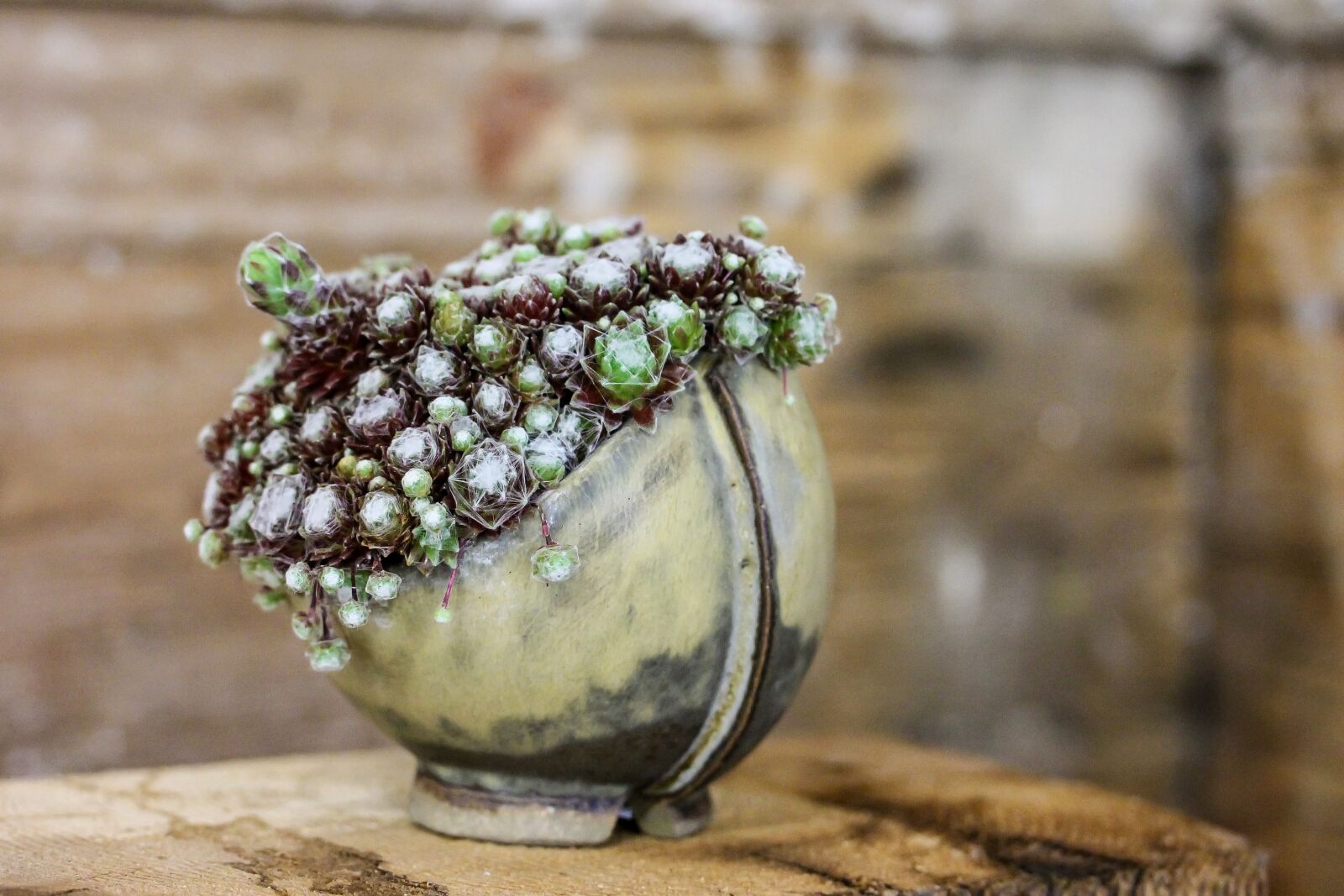 Canon EF-S 60mm F2.8 Macro USM sample photo. Artistic composition, plant, ceramic photography