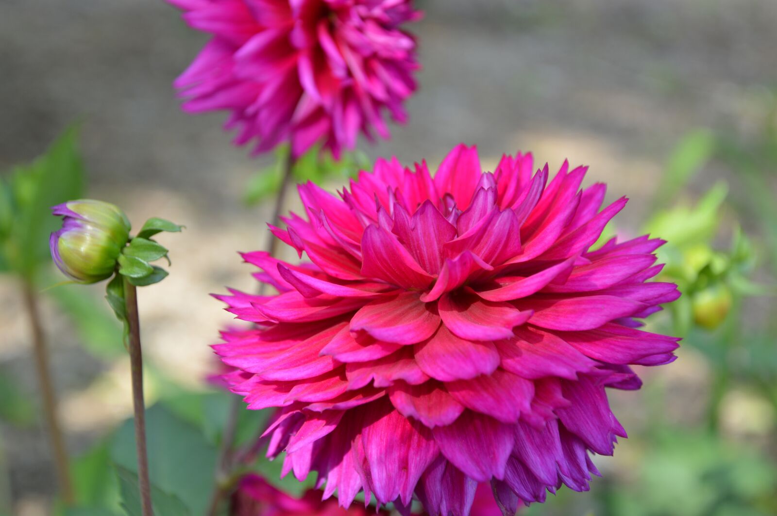 Nikon D3200 sample photo. Dahlias, dahlia, coreopsideae photography