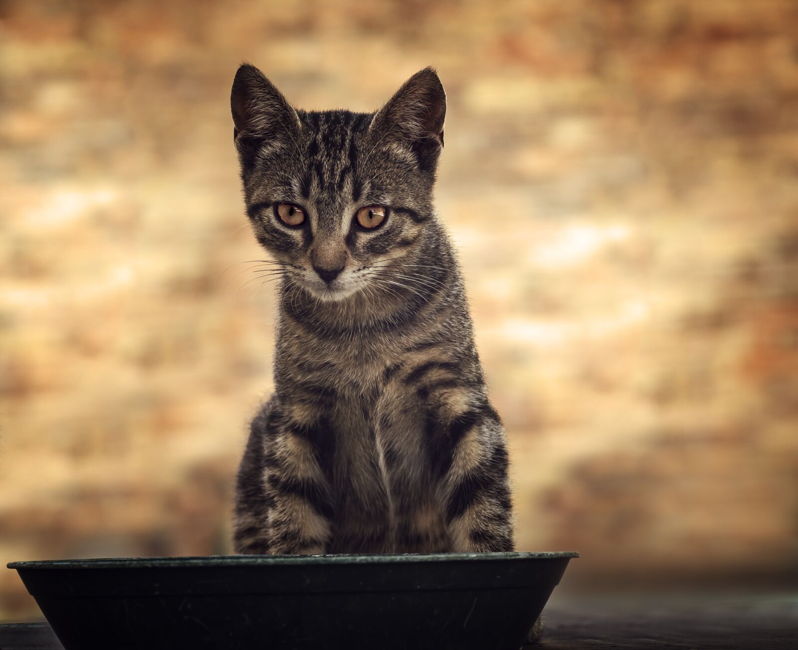 Canon EOS 1300D (EOS Rebel T6 / EOS Kiss X80) sample photo. Cat, feline, miao photography