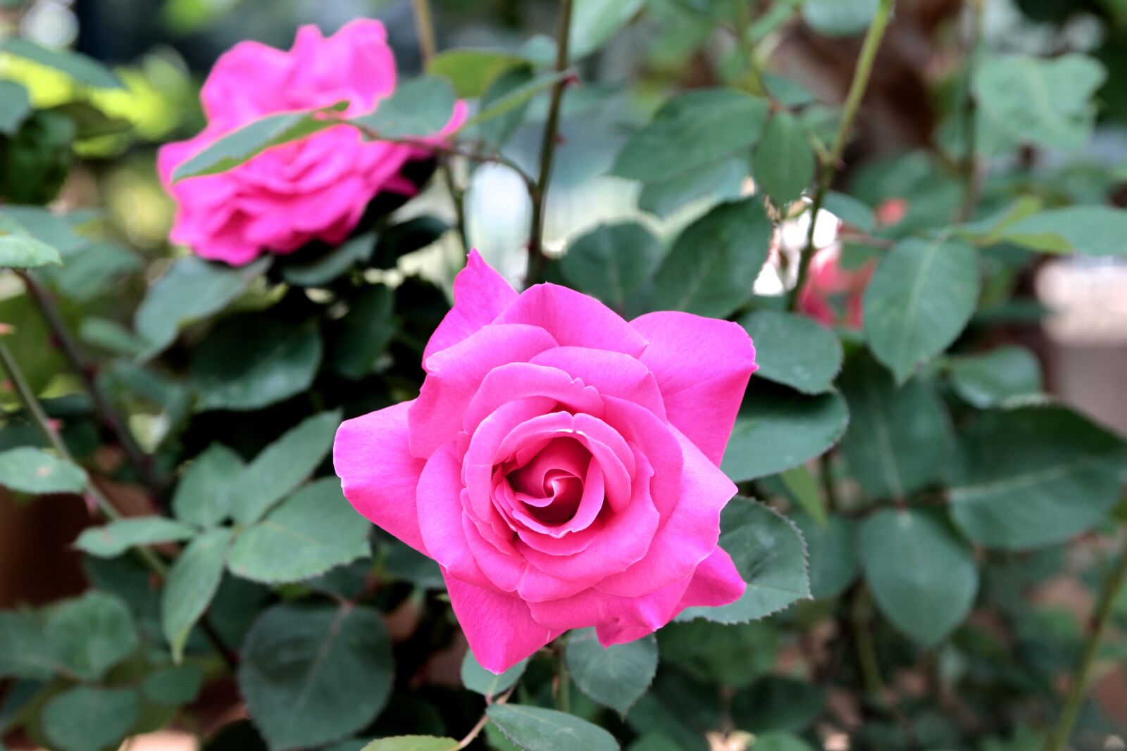 Canon EOS 550D (EOS Rebel T2i / EOS Kiss X4) sample photo. Rose, roses, flower photography