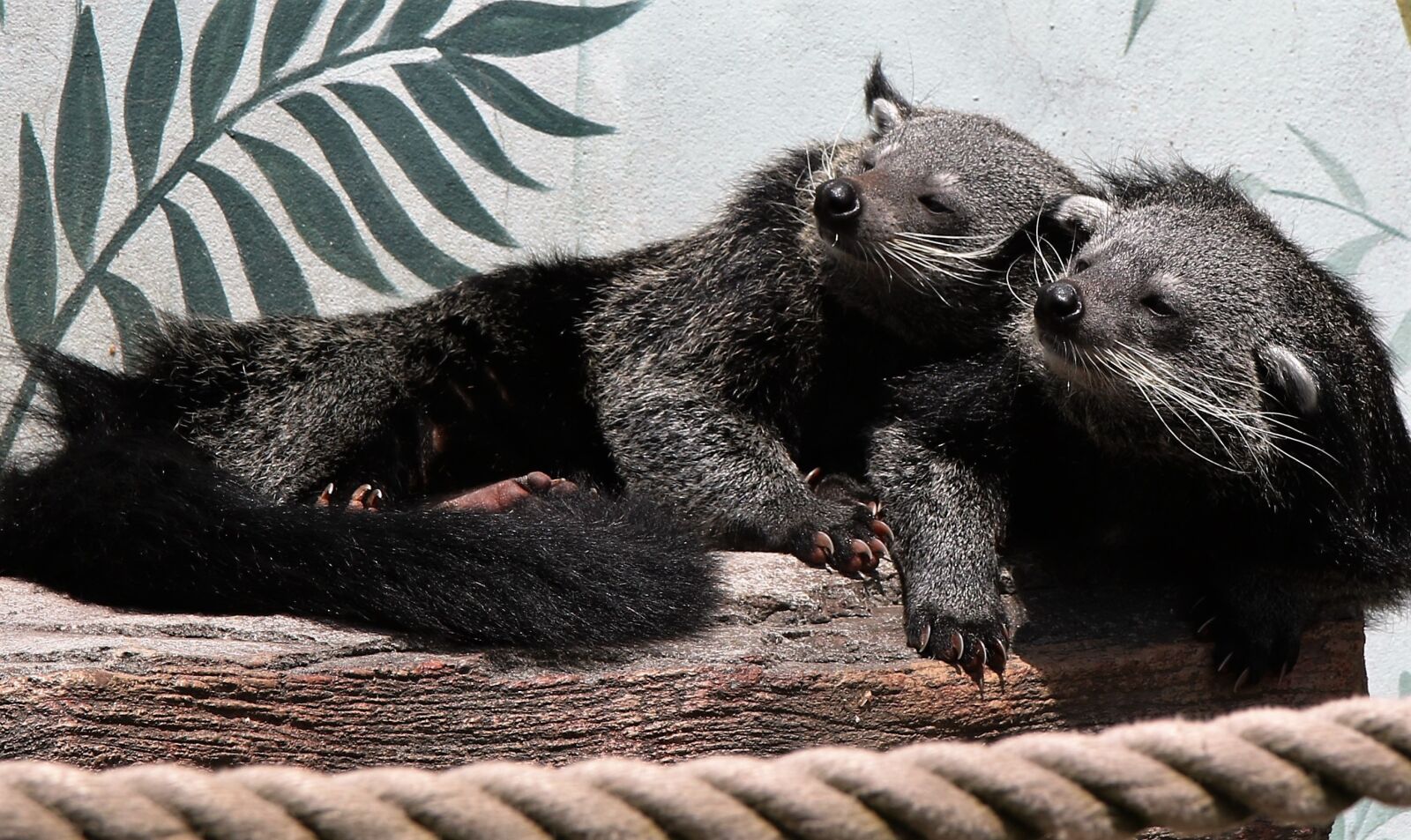 Canon EOS 760D (EOS Rebel T6s / EOS 8000D) sample photo. Binturong, bearcat, wildlife photography