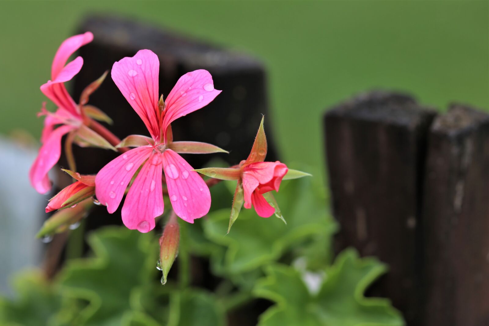 Canon EOS 6D + Canon EF 100mm F2.8 Macro USM sample photo. Pink flower, pelargonium, after photography