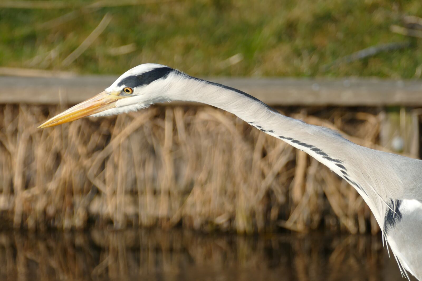 Panasonic Lumix DMC-FZ1000 sample photo. Heron, bird, fauna photography