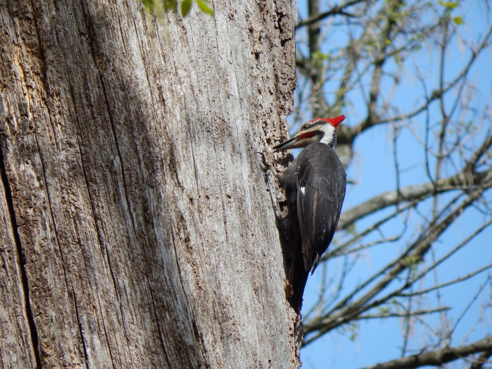 Nikon Coolpix L830 sample photo. Pileated woodpecker, woodpecker, dryocopus photography