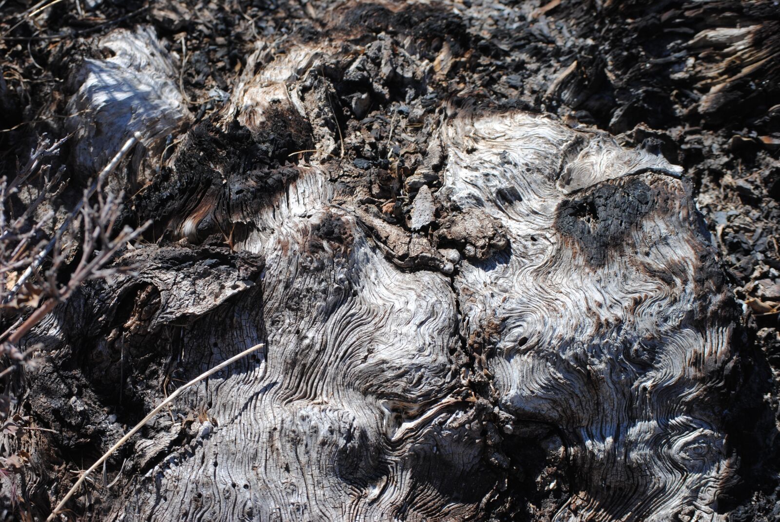 Nikon D3000 sample photo. Wood, roots, old photography