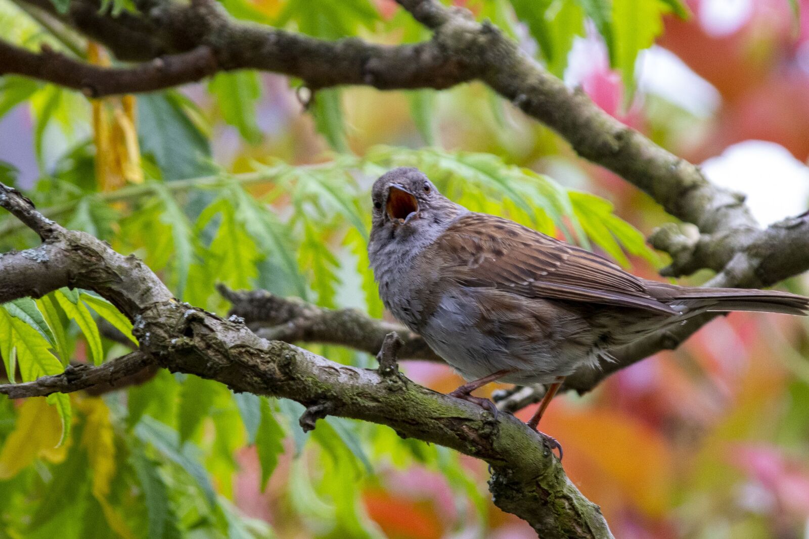 Canon EOS 80D sample photo. Bird, accentor, animal photography