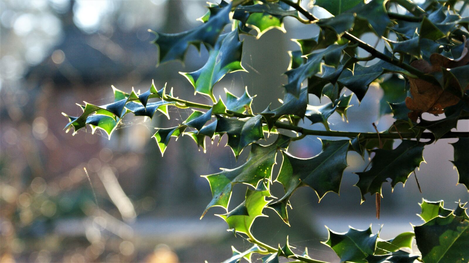 Sony Alpha DSLR-A350 sample photo. Hulst, morning, winter photography