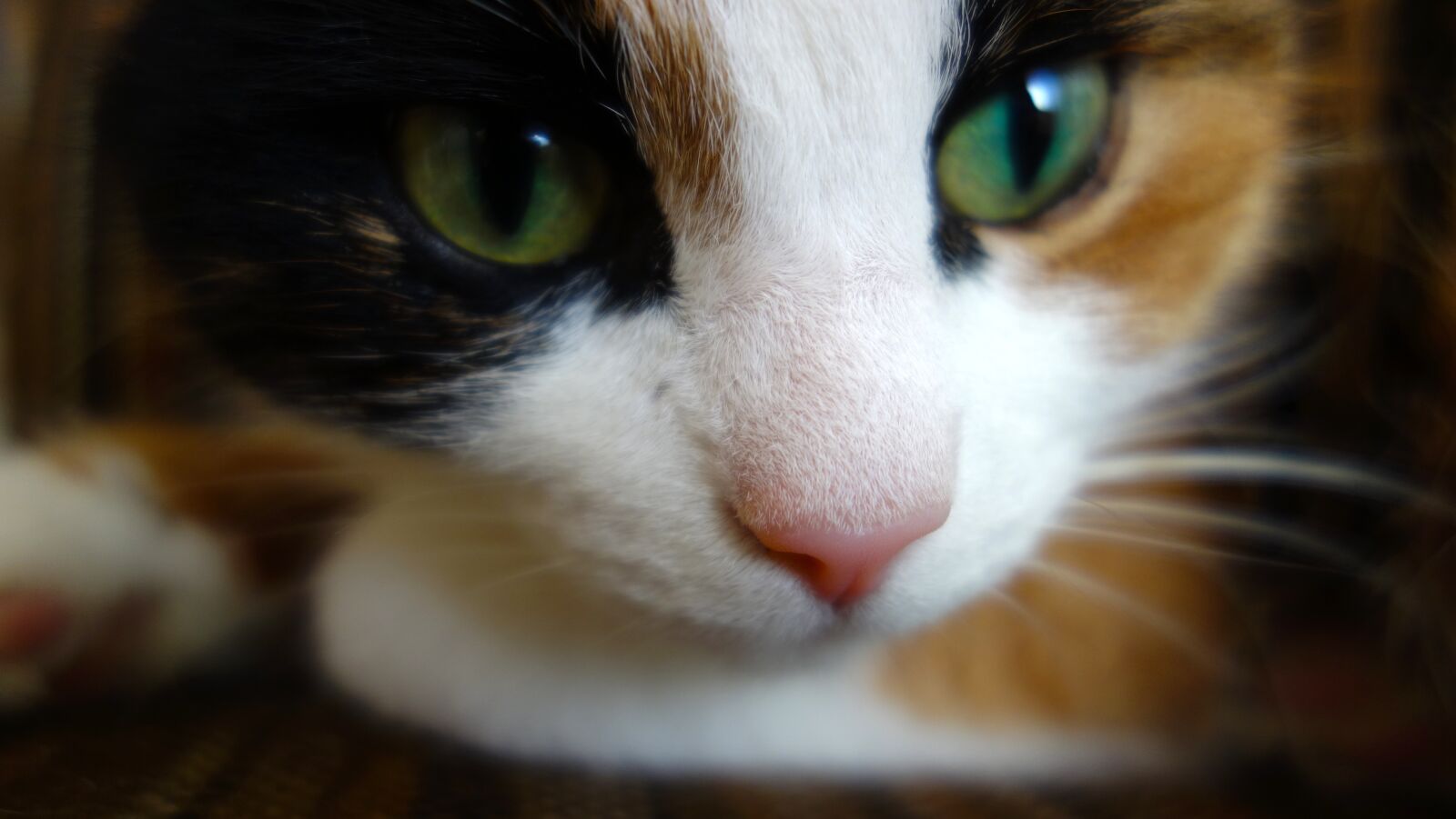 Sony Cyber-shot DSC-RX100 sample photo. Cats, cat, pet photography