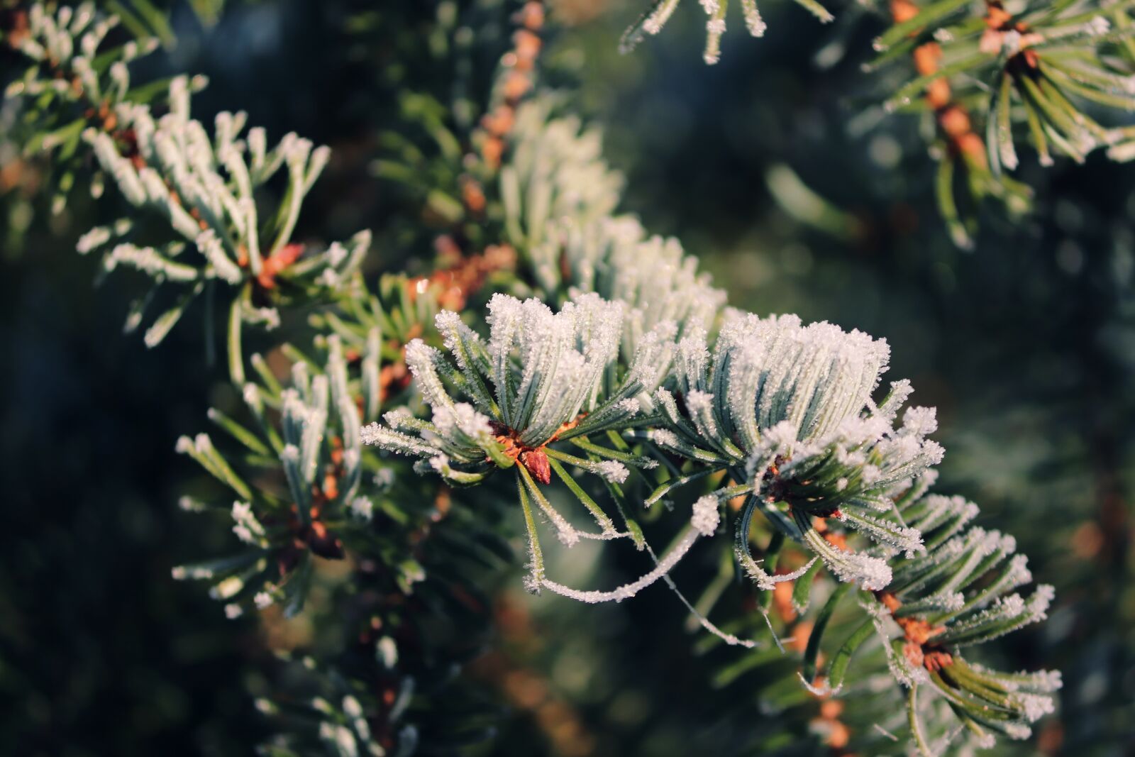 Canon EOS 200D (EOS Rebel SL2 / EOS Kiss X9) sample photo. Needle branch, conifer, ripe photography