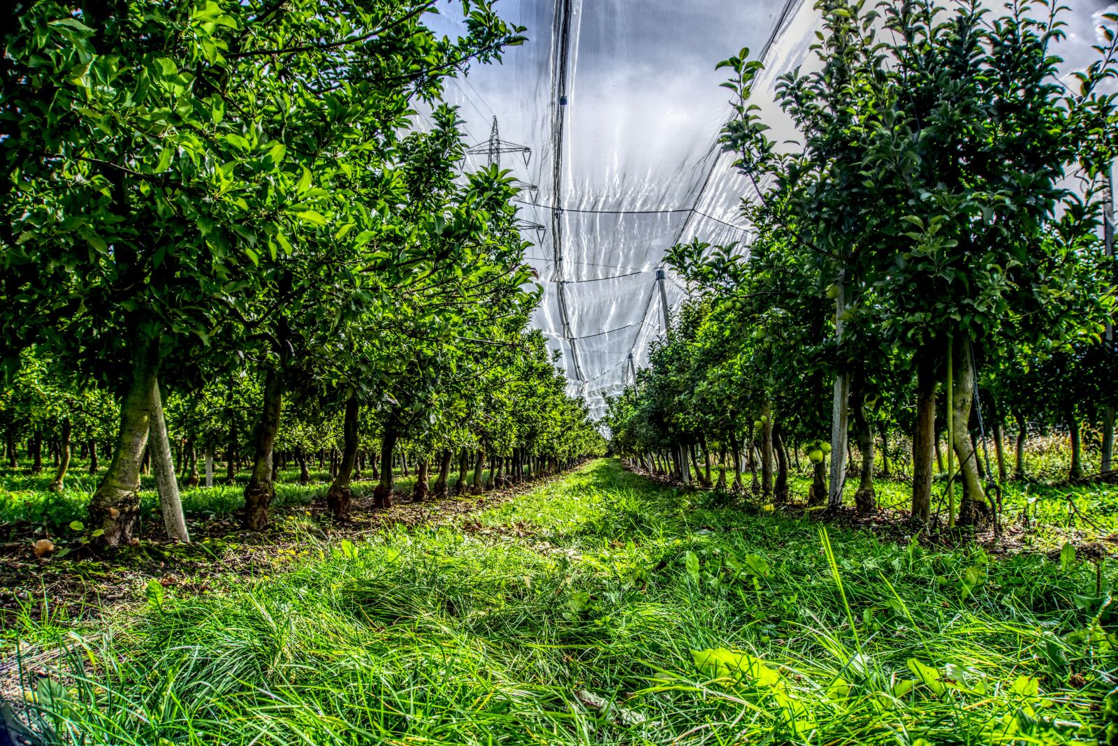 Sony a6000 sample photo. Apple tree, plantation, harvest photography